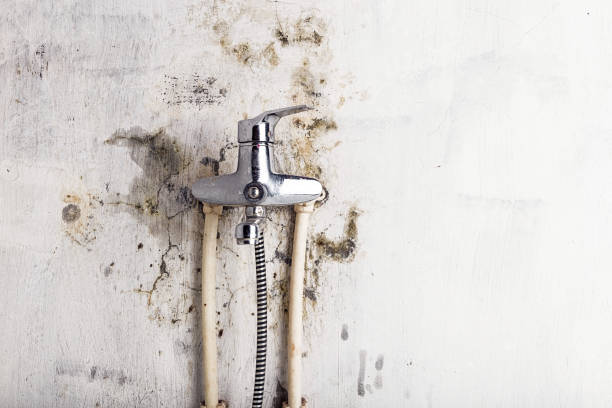 Best Industrial Mold Remediation in Tavares, FL