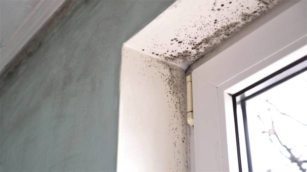 Best Mold Remediation for Specific Building Types in Tavares, FL