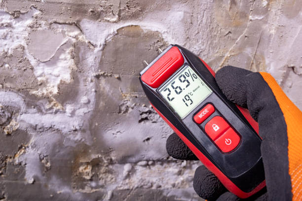 Best Insurance-Related Mold Remediation in Tavares, FL