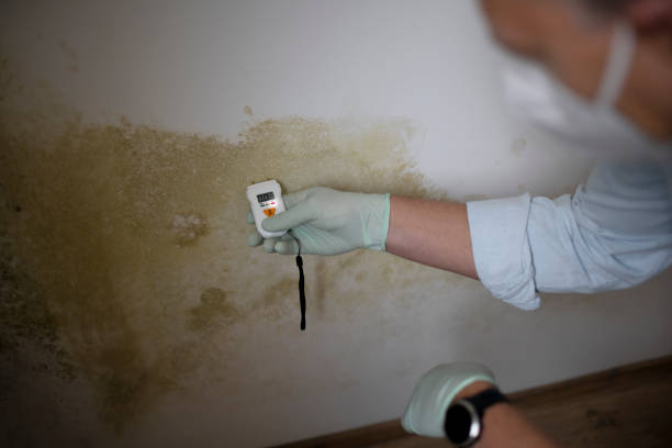 Best Commercial Mold Remediation in Tavares, FL