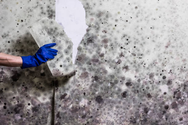 Best Residential Mold Remediation in Tavares, FL